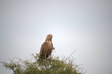 Ormandaki bir kuşun yakın çekimi.
