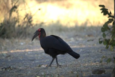 kırmızı - taçlı vinç, balearica vinç, balearica, lorus, İspanya