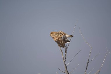 Ormandaki güzel bir kuş görüntüsü.