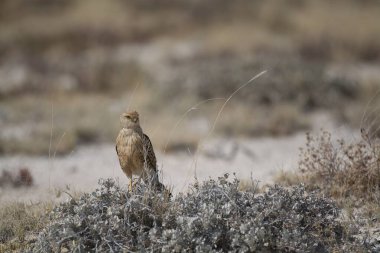 Bir kuşun tarladaki yakın çekimi.