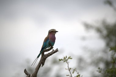 Roller kerkenez (kerstrel culus lus )