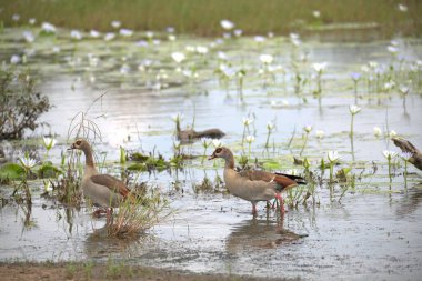 Gölde bir ördek sürüsü
