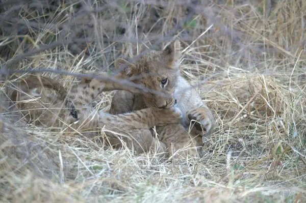 Bir aslan yavrusu annesiyle birlikte çimenlerde yatıyor.