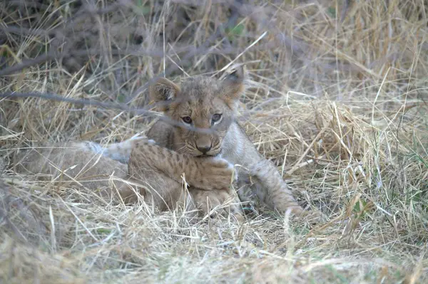 Vahşi doğada çimenlerde yatan bir aslan yavrusu.