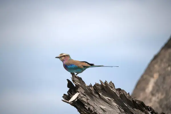 Ağaç kütüğünde oturan bir kuş gökyüzü arka planında