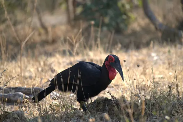 Kızıl saçlı ve uzun boyunlu siyah bir kuş.
