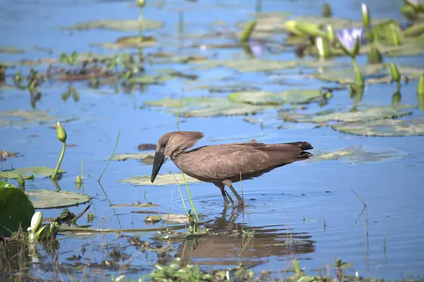 Bir kuş, nilüfer yaprağıyla gölde duruyor.
