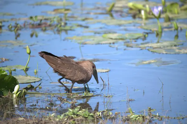 Su zambaklarıyla gölde duran bir kuş.