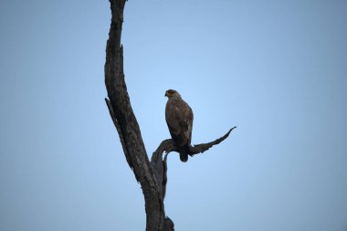 Ağaç dalına tünemiş kel bir kartal.