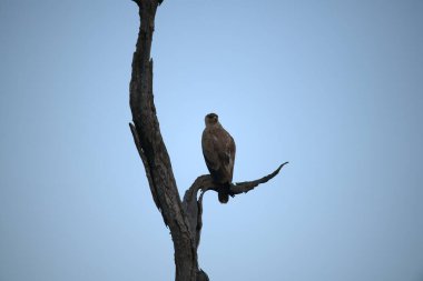Mavi arka planda bir ağacın tepesinde oturan kel bir kartal.