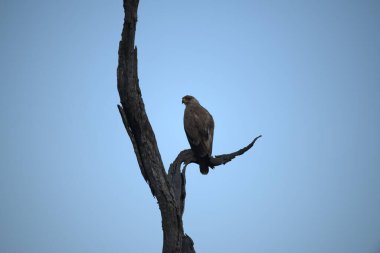 Kel kartal ağaca tünemiş