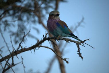 Roller - kuyruklu roller (garrugaria rugarlus )