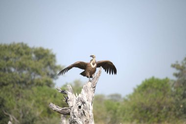 Ağacın dalında bir kuş