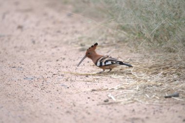Hupoe (hoopa pupa) vahşi doğada yerde