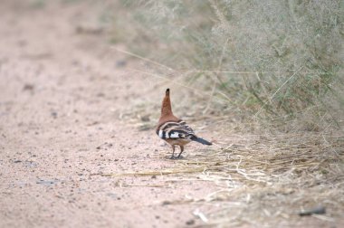 Kuş yerde oturuyor.