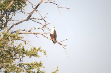Kel kartal Güney Afrika 'daki ulusal ormandaki bir ağaca tünemiş.