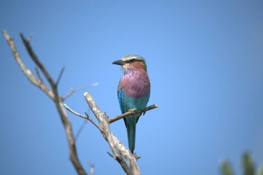 mavi silindir (koracias rurulus )