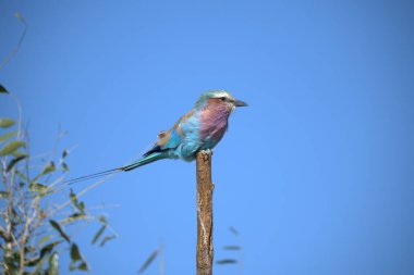 Bir dalda oturan güzel bir kuş görüntüsü.