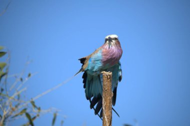 Kenya Gölü 'nün parkında mavi göğüslü bir silindir.