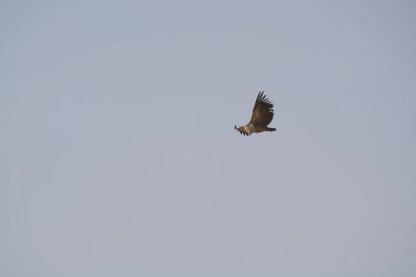 Kartal vahşi doğada uçuyor
