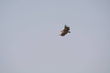 Gökyüzünde uçan bir kuş