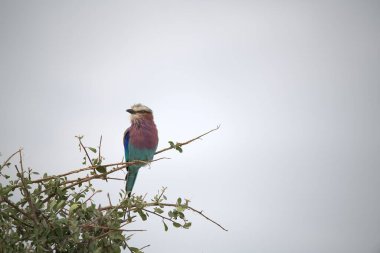 Güney Afrika 'daki Kruger Park' ında mavi göğüslü roller (garacias garacilus datensis, on the dal)