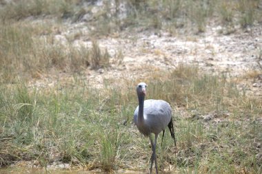 Sudaki bir kuşun yakın plan çekimi.