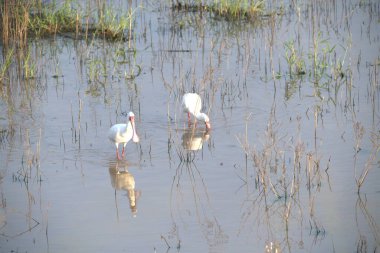 Sudaki beyaz balıkçıl