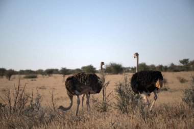 Afrika 'da vahşi kuşlar