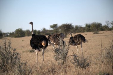 Otların arasında yürüyüş devekuşu