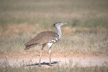 Apache yaban hayatı rezervinde kum tepesi vinci