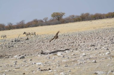 Kenya ovasında büyük beyaz bir koyun