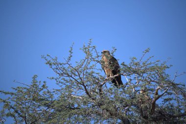 Afrika kartalı, haliaeetus leucofer, yetişkin, Güney Afrika, Kenya