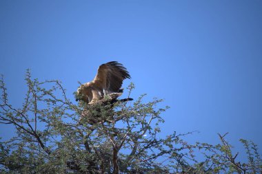 Doğadaki kartal kuşu