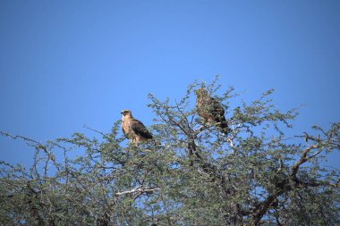 Kırmızı - taç giymiş şahin, buvops garlus rulus, yuvadaki ağaçta oturuyor..