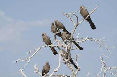 Parktaki bir grup kuş.