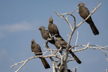Corcorax - Phalus corax corvlus in corax in cordoba, İspanya.