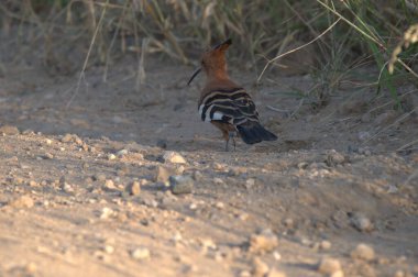 Siyah arkaplanı olan bir kuşun yakın plan fotoğrafı.