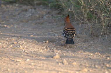Yere düşmüş bir kuş.