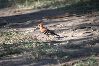 Güzel vahşi kuşlar. Vahşi yaşam, doğal altyapı
