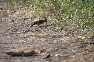 Çimlerin üzerinde bir kuş