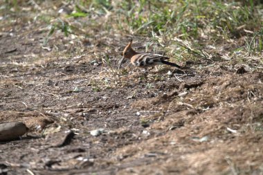 Güneş ışığının altında yerdeki kahverengi sincabın yakın çekimi.