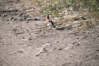 Sincap ormanda bir yerde oturuyor..