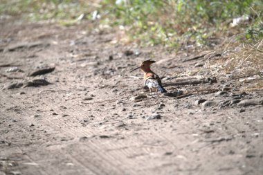 Kahverengi geyik ormana