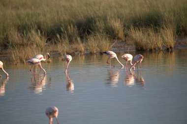 Suda flamingolar, doğa
