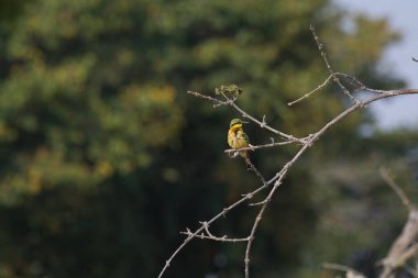 Bir ağacın dalındaki kuş.