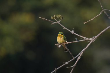 Sarı arı (merops meraster yiyen), dal üzerine tünemiş