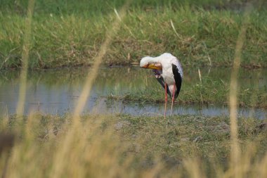 Büyük beyaz balıkçıl (ardea alba) bir bataklıkta