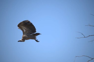 Gökyüzünde avlanan kartal