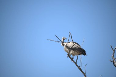 Doğadaki güzel kuşun manzarası